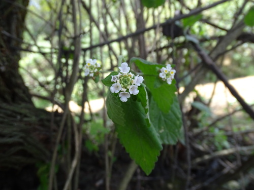 Lantana hirta, photograph 6