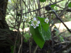 Lantana hirta, photograph (c) Alexis López Hernández, some rights reserved (CC BY)