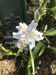 Iris japonica