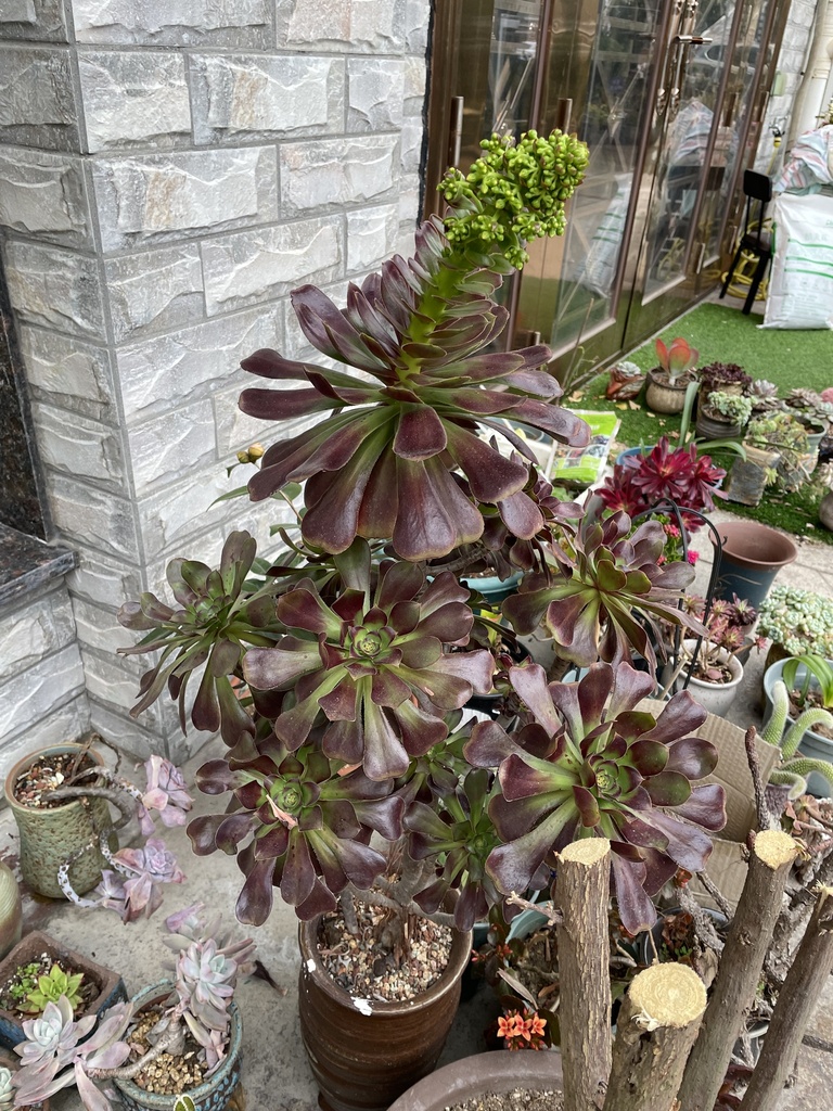 Tree Houseleeks In January 2024 By Pintsen JIN INaturalist   Large 