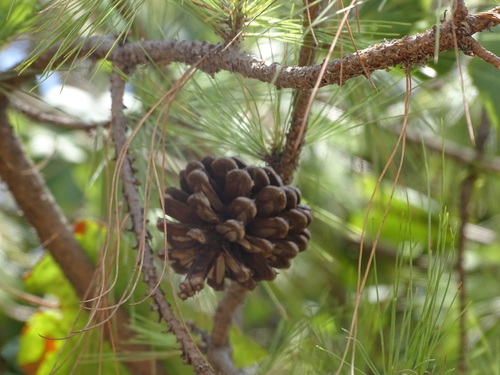 Image of Pinus teocote by (c) Alexis López Hernández, some rights reserved (CC BY)