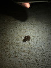 Craugastor fitzingeri