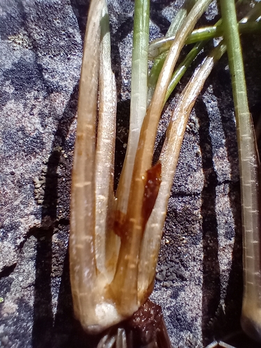 Image of Isoetes alpina by (c) John Barkla, some rights reserved (CC BY)