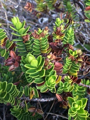 Veronica mooreae