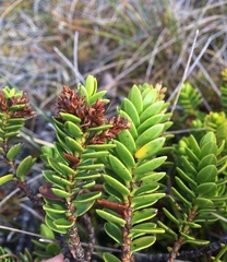 Veronica mooreae