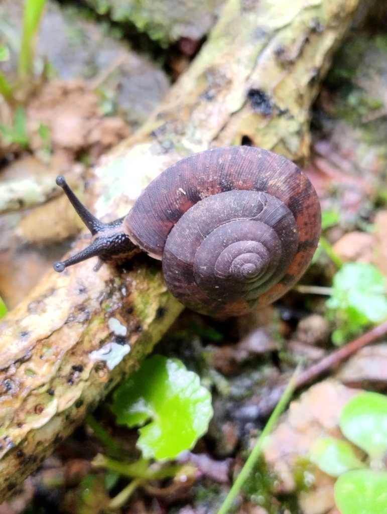 Dyakia hugonis