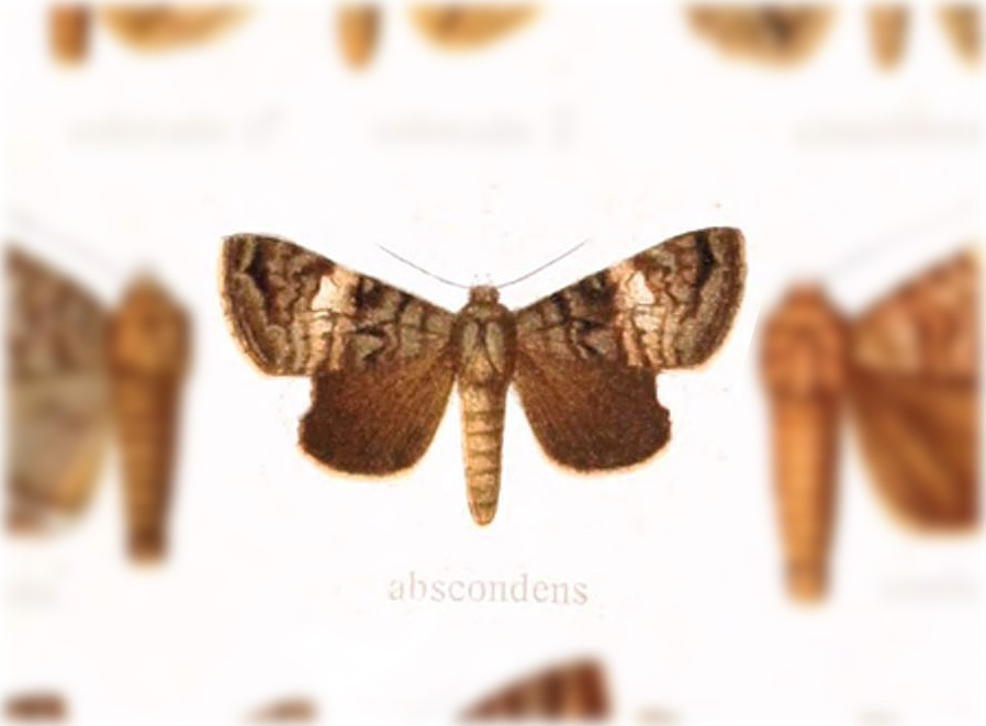 Hypogrammodes balma