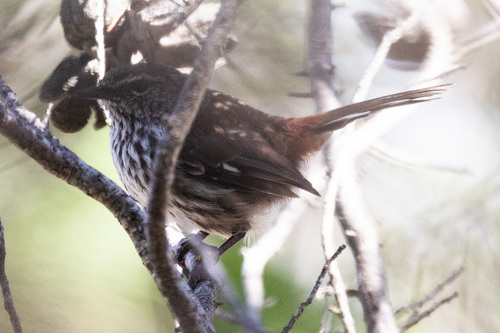 Shy Heathwren (Hylacola cauta), photo 10