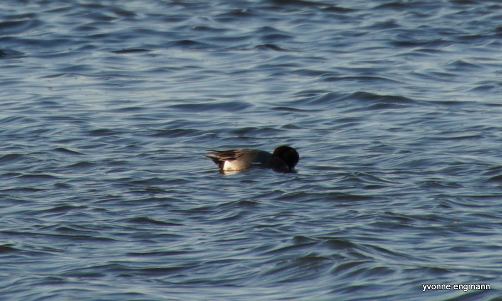 Eurasian Wigeon from Bisserup havn, 4243 Rude, Danmark on January 18 ...