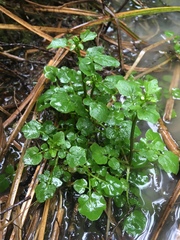 Cardamine breweri orbicularis