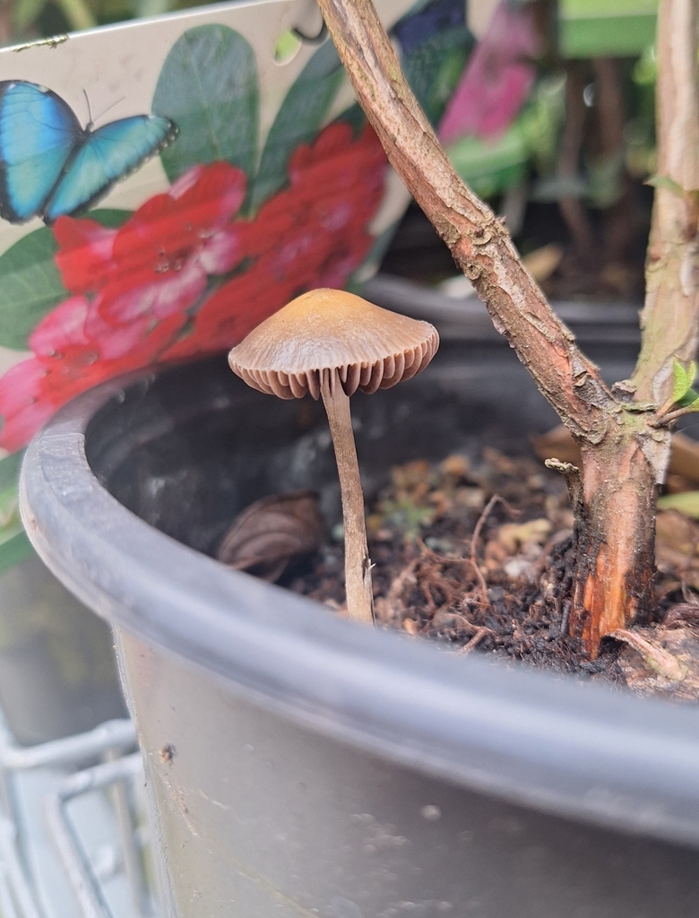 Psilocybe tasmaniana from Auckland 0610, New Zealand on January 19 ...