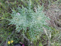 Cirsium undulatum