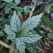 Gynostemma pentaphyllum - Photo (c) ballger,  זכויות יוצרים חלקיות (CC BY-NC)
