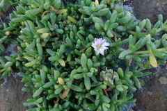 Disphyma australe australe