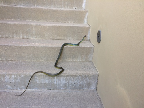 Common Tree Snake sighting