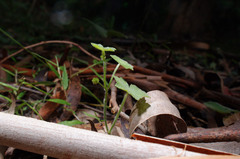 Hydrocotyle bowlesioides