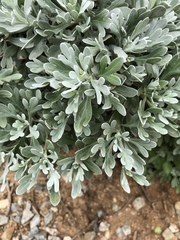 Crossostephium chinense