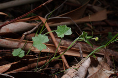 Hydrocotyle bowlesioides