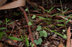 Hydrocotyle bowlesioides