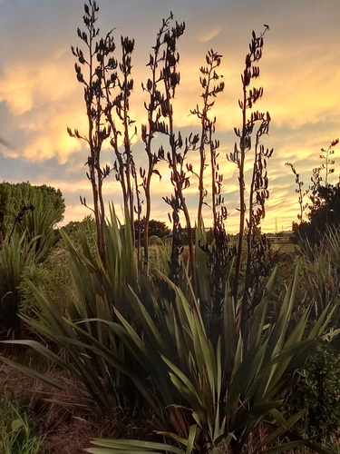 New Zealand flax