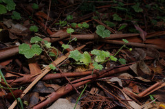 Hydrocotyle bowlesioides