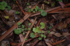 Hydrocotyle bowlesioides