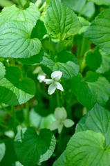 Viola striata