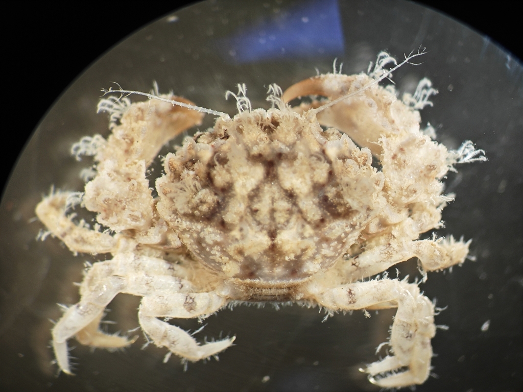 Nanopilumnus rouxi from 海南省海口市琼山区府城 on January 18, 2024 at 0629 PM by