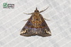 Hypena epigaea - Photo (c) Antonio Giudici, some rights reserved (CC BY-NC), uploaded by Antonio Giudici