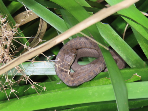 Rough-scaled Snake sighting