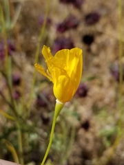 Eschscholzia papastillii