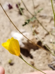 Eschscholzia papastillii