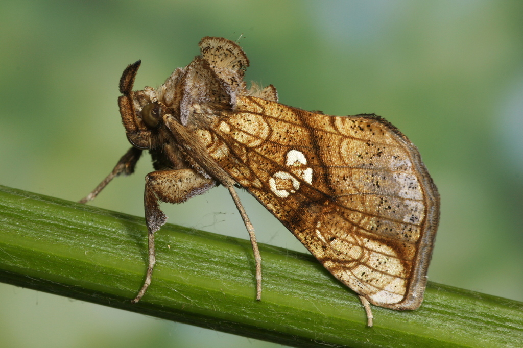 Golden Plusia