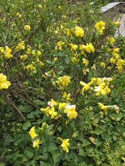 Jasminum mesnyi