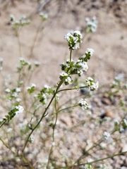 Cryptantha pterocarya