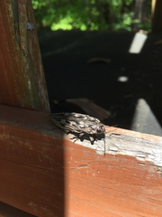 Chalcophora virginiensis