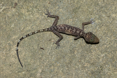 Wangkulangkul's Bent-Toed Gecko photo 5
