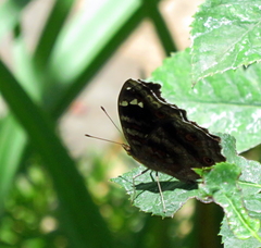 Junonia natalica natalica