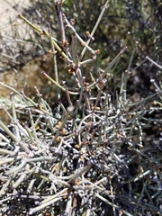 Ephedra californica