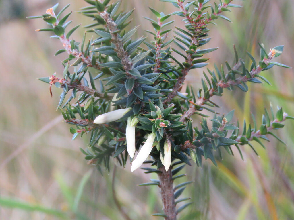 Common Heath from Green Cape NSW 2551, Australia on January 16, 2024 at ...