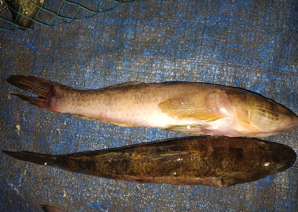 Tank goby (Glossogobius giuris) — Gobiidae