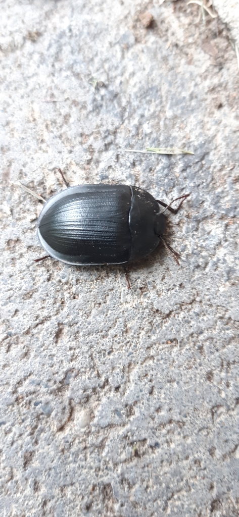 Blue Pie Dish Beetles In January 2024 By Abr21 About An Inch Long   Large 