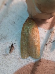 Sparganothis distincta