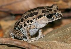 Black-Eyed Litter Frog photo 2