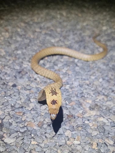 Shield-snouted Brown Snake, Pseudonaja aspidorhyncha