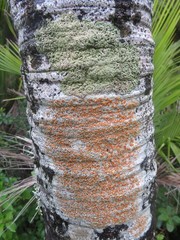 Brigantiaea chrysosticta