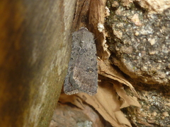 Caradrina flavirena