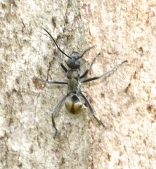 Polyrhachis brisbanensis