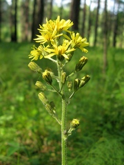 Crepis praemorsa