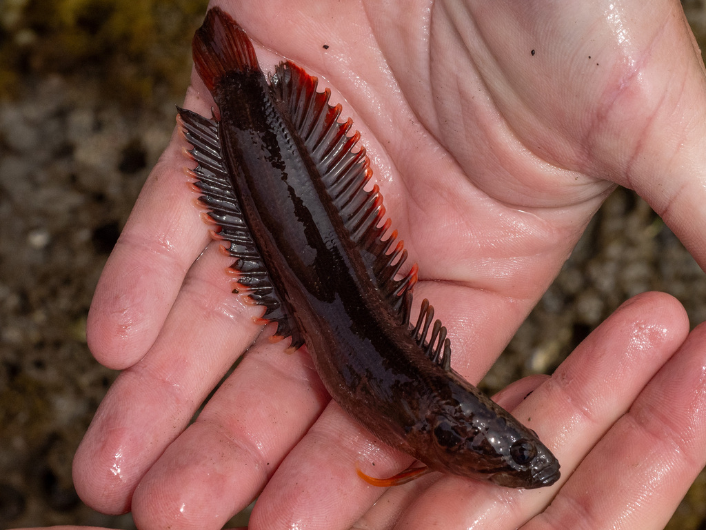 New Zealand Rockfish